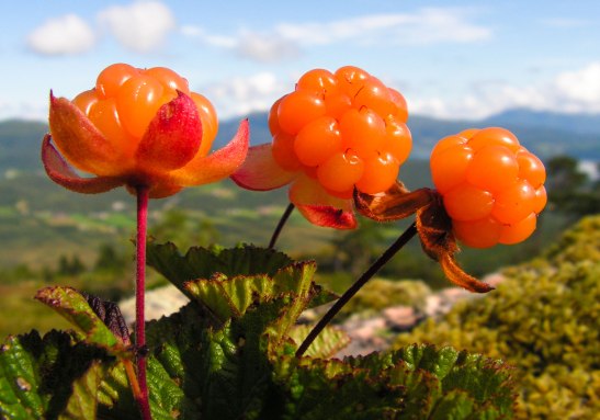 cloudberry