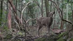La forêt de Kasugayama